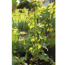 Komkommerplant aan een klimrek in de tuin