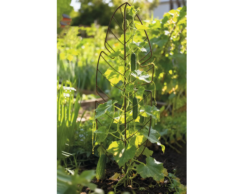 Komkommerplant aan een klimrek in de tuin