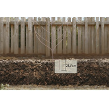 Afbeelding van een boomskelet in de grond met een diepte-aanduiding van 23,5 cm.
