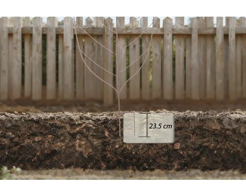 Afbeelding van een boomskelet in de grond met een diepte-aanduiding van 23,5 cm.