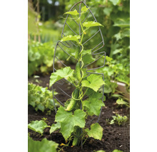 Komkommerplant met metalen klimhulp in de tuin