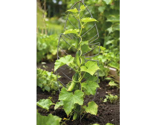 Komkommerplant met metalen klimhulp in de tuin