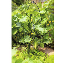 Komkommerplant met klimrek in de tuin