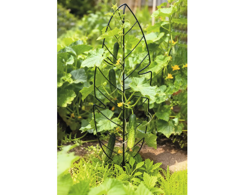 Komkommerplant met klimrek in de tuin