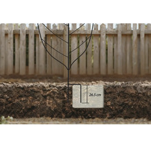 Een zwart metalen frame ter ondersteuning van een plant, in de grond gestoken, waarbij de insteekdiepte van 26,5 centimeter is gemarkeerd.
