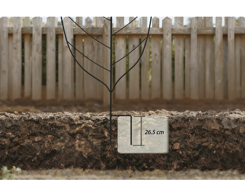 Een zwart metalen frame ter ondersteuning van een plant, in de grond gestoken, waarbij de insteekdiepte van 26,5 centimeter is gemarkeerd.