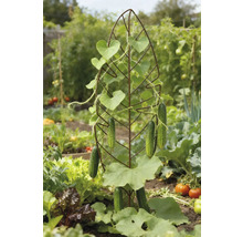 Komkommerplant op een klimrek in de tuin