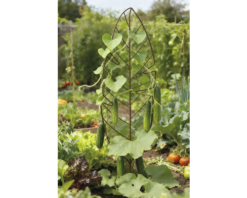 Komkommerplant op een klimrek in de tuin