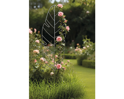 Bladvormige metalen klimhulp met rozen beplant in de tuin