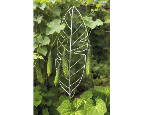 Komkommerplanten die groeien op een plantensteun in de vorm van een blad