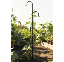 Komkommerplant slingert langs klimhulp in de tuin.