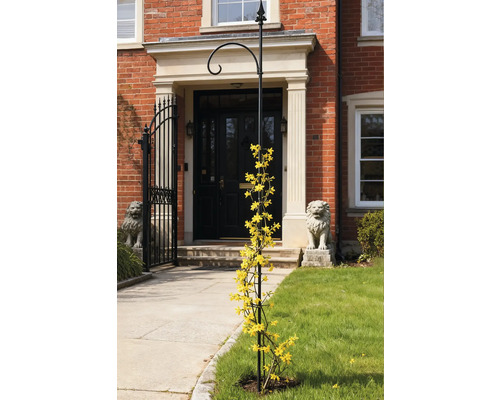 Bloemen klimrek met gele bloemen voor een huis