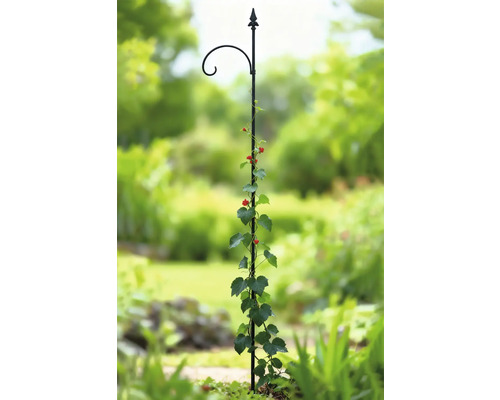 Metalen klimhulp met plant in de tuin