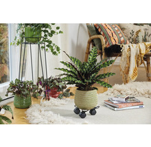 Decoratieve woonkamer met kamerplanten in potten op een vloerkleed