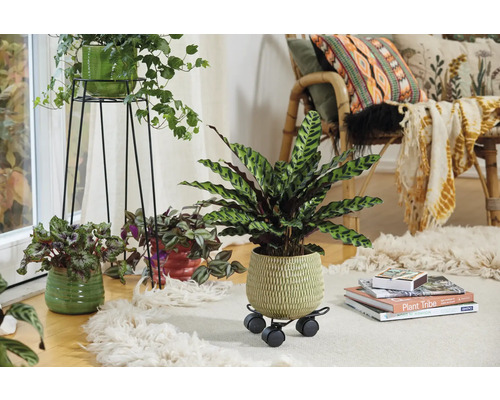 Decoratieve woonkamer met kamerplanten in potten op een vloerkleed