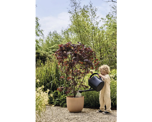 Kind bewaterd esdoornboom in plantenbak in de tuin