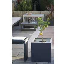 Een citroenboom in een plantenbak op een terras met tuinmeubelen.