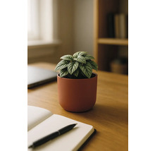 Tafeldecoratie met sierasperges in keramische pot, notitieboek en pen