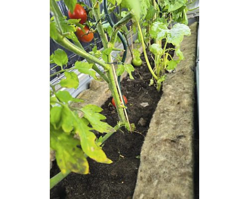 Tomaten en courgettes groeien in een verhoogde tuinbak.