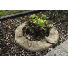 Plantenring van plantaardige vezels met slaplanten in een tuinperk