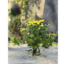 Gele en rode chrysanten op anti-onkruiddoek in de tuin.