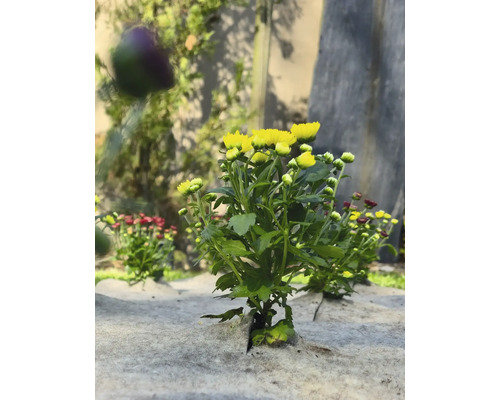 Gele en rode chrysanten op anti-onkruiddoek in de tuin.