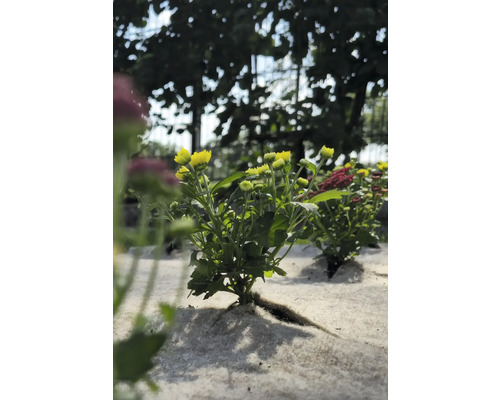 Gele chrysantenplant in de tuin.