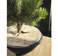 Pijnboom bonsai in pot met afdekking