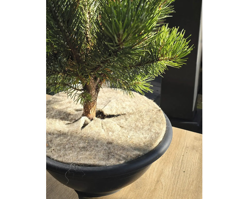 Pijnboom bonsai in pot met afdekking