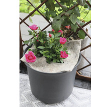 Roos in pot met bewateringsmat