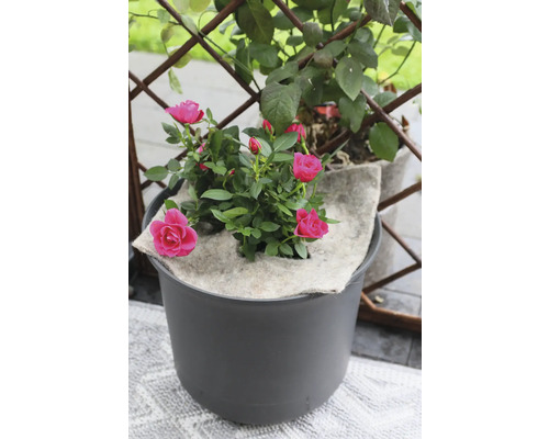 Roos in pot met bewateringsmat