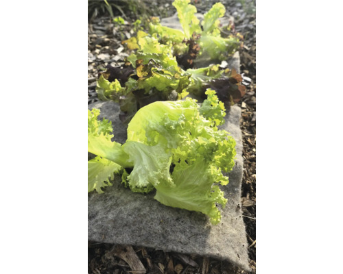 Groene sla op tuinvlies in de tuin