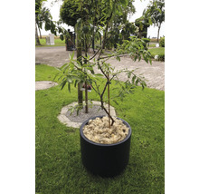 Boom in pot op gazon in de tuin