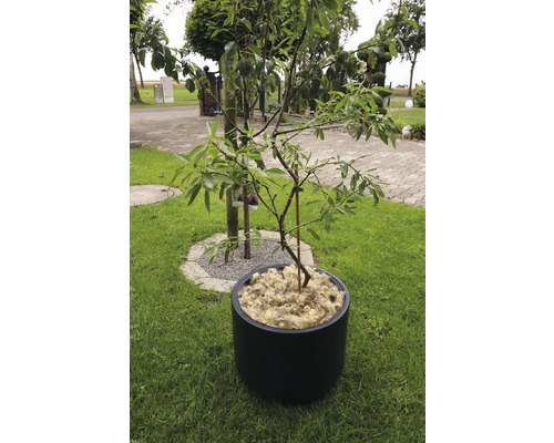 Boom in pot op gazon in de tuin