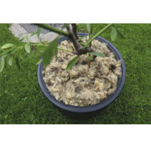 Boom in een pot bedekt met schapenwol