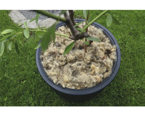 Boom in een pot bedekt met schapenwol