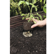 Een tomatenplant planten in aarde met schapenwol