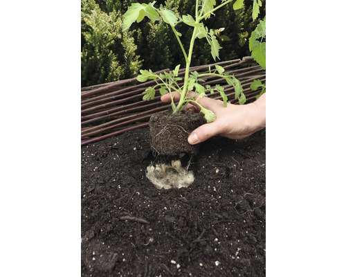 Een tomatenplant planten in aarde met schapenwol