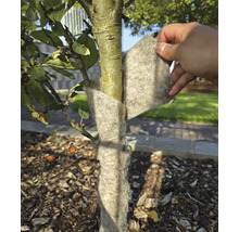 Een boomstam wordt met winterbescherming tegen vorst beschermd.