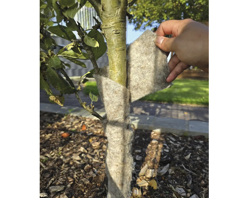 Een boomstam wordt met winterbescherming tegen vorst beschermd.