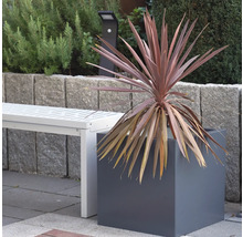 Decoratieve plant in een vierkante plantenbak in de tuin, naast een witte bank