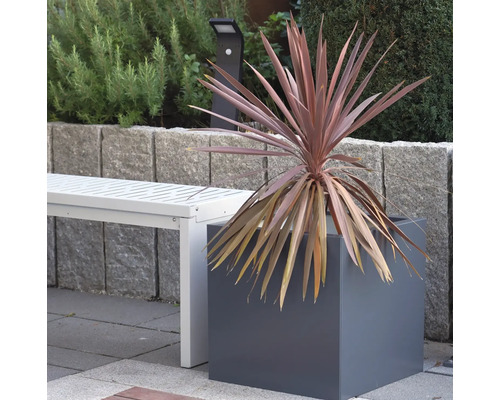 Decoratieve plant in een vierkante plantenbak in de tuin, naast een witte bank