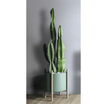Cactus in een pot met houten poten