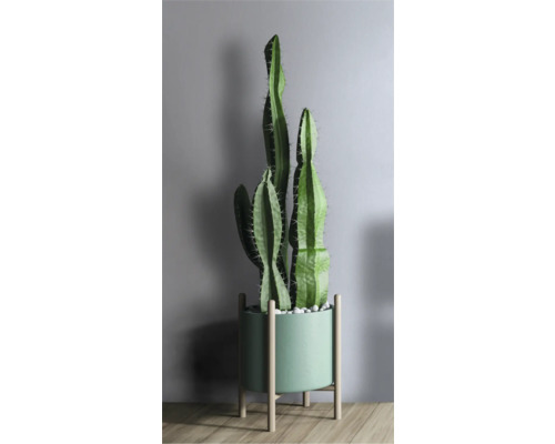 Cactus in een pot met houten poten