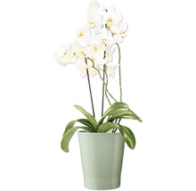 Orchidee in een pot