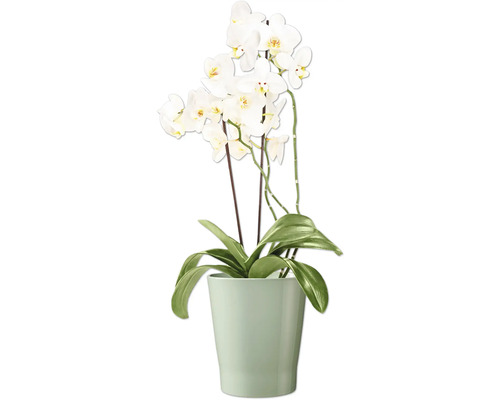 Orchidee in een pot