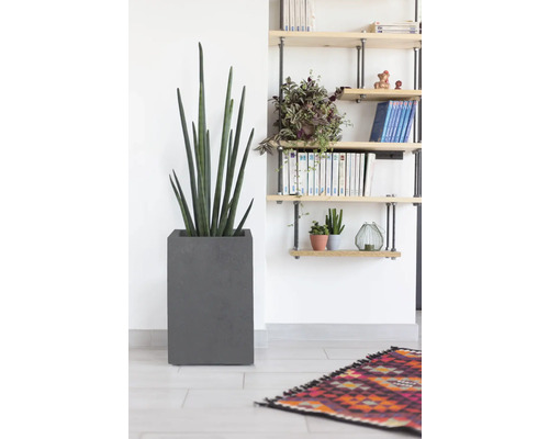 Interieurscène met een Sansevieria cylindrica in een grijze pot en een boekenplank