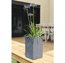 Afrikaanse lelie in een grijze, kubusvormige plantenbak op een houten terras