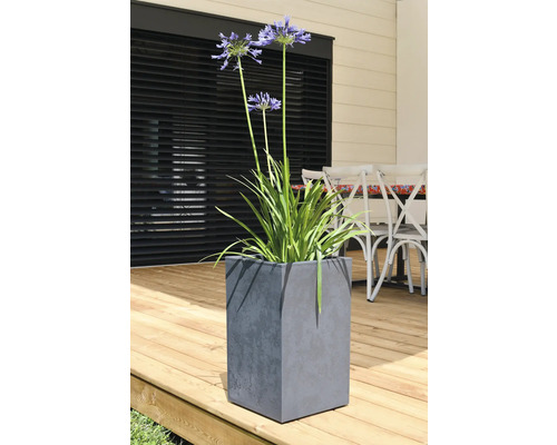 Afrikaanse lelie in een grijze, kubusvormige plantenbak op een houten terras