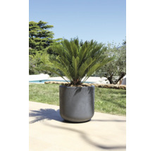 Plantenbak met sierplant buiten